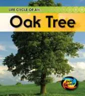 The Life Of A Tree