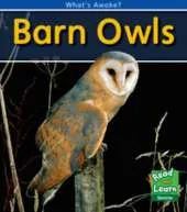 Barn Owls