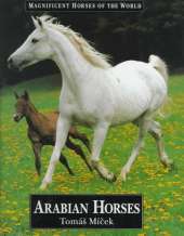 Arabian Horses
