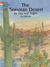Sonoran Desert by Day and Night