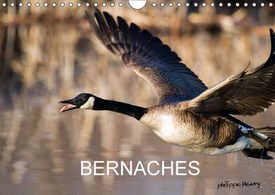 Bernaches: Les Quatre Saisons de la Bernache du Canada