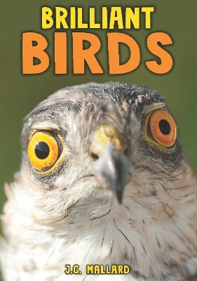 Brilliant Birds