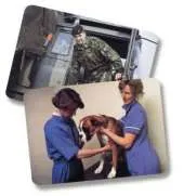 Occupations