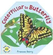 Caterpillar To Butterfly