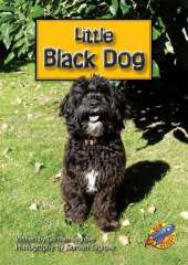 Little Black Dog
