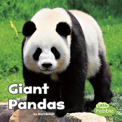 Black and White Animals Giant Pandas