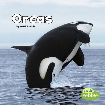 Black and White Animals Orcas