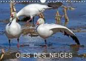 Oies des Neiges: Embleme du Grand Nord Canadien