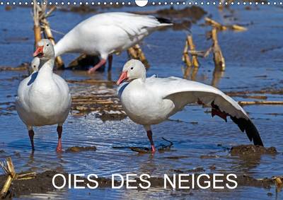 Oies des Neiges: Embleme du Grand Nord Canadien