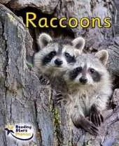 Raccoons: Phase 4