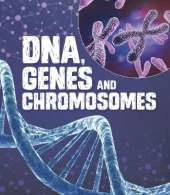 DNA, Genes, and Chromosomes