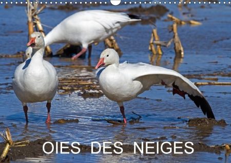 Oies Des Neiges 2018: Embleme Du Grand Nord Canadien