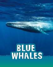 Blue Whales