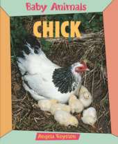 BABY ANIMALS CHICK