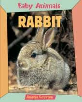 BABY ANIMALS RABBIT
