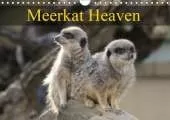 Meerkat Heaven 2019: Meerkats basking in the morning sunshine