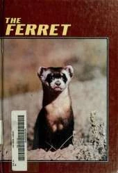 Ferret: Wildlife : Habits & Habitat