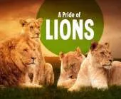 A Pride of Lions