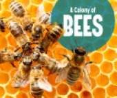 A Colony of Bees