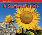 A Sunflower's Life