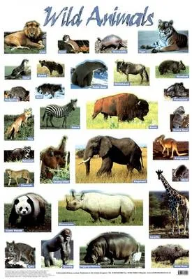 Wild Animals