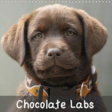 Chocolate Labs 2020: Sweet chocolate Labrador Retriever