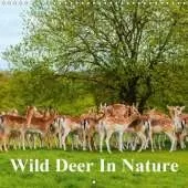 Wild Deer In Nature 2019: Wild Deer in the Forest and on a Hill