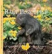 Baby Porcupine