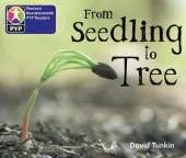 PYP L2 From Seedling to Tree single
