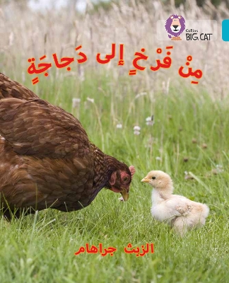 Chick to Hen: Level 7