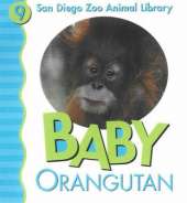 Baby Orangutan