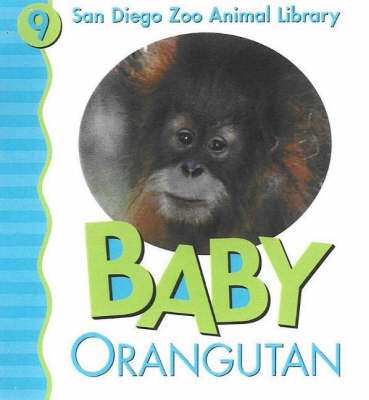 Baby Orangutan