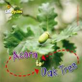 Life Cycles: Acorn to Oak Tree
