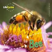 Egg to Bee