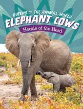 Elephant Cows: Heads of the Herd