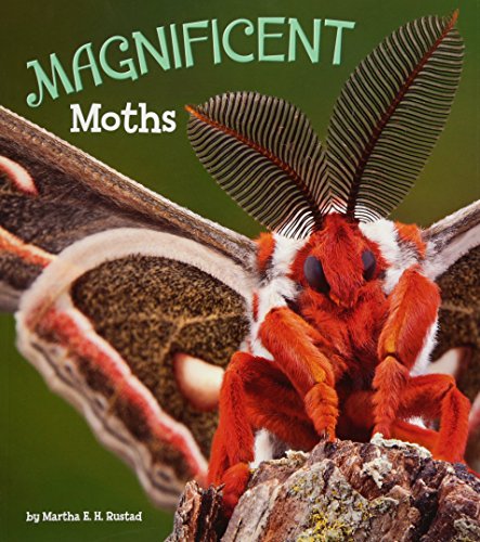 Magnificent Moths