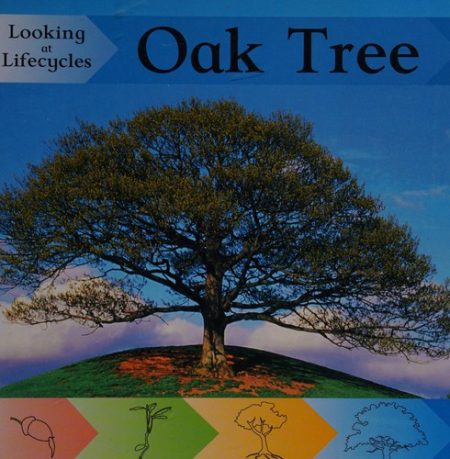 Looking at Lifecycles: Oak Tree