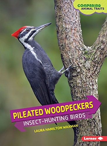 Pileated Woodpeckers: Insect-Hunting Birds