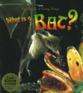 What is a Bat?