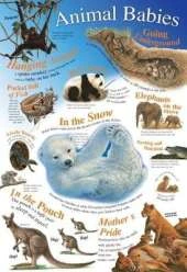 Animal Babies