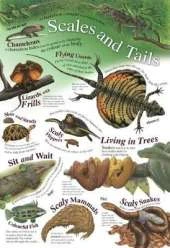 Scales and Tails