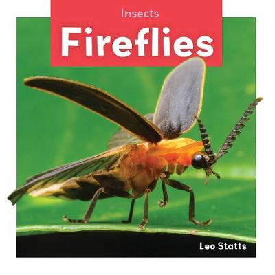 Insects: Fireflies