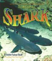 The Life Cycle of a Shark