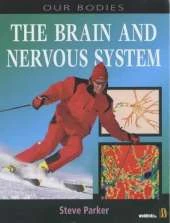 Our Bodies: Brain and Nervous System