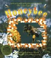 The Life Cycle of a Honeybee