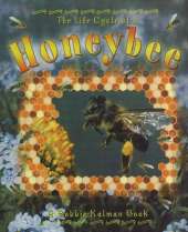 The Life Cycle of the Honeybee