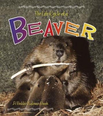 The Life Cycle of the Beaver