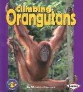 Climbing Orangutans