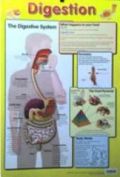 Digestion