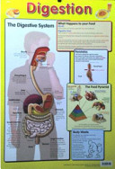 Digestion